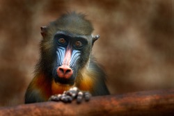 Mandrill, Mandrillus sphinx, sitting on tree branch in dark tropical forest. Animal in nature habitat, in forest. Detail portrait of monkey from central Africa, forest in Gabon.