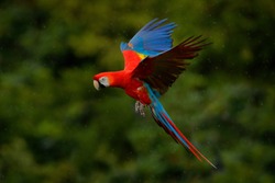 Red parrot in rain. Macaw parrot flying in dark green vegetation. Scarlet Macaw, Ara macao in flight in tropical forest, Costa Rica. Wildlife scene from tropic nature.