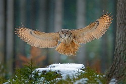 Eagle owl landing on snowy tree stump in forest. Flying Eagle owl with open wings in habitat with trees. Action winter scene from nature.