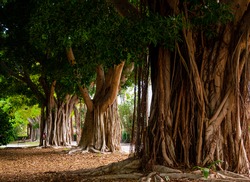 Park with several specimens of Ficus (Ficus Benjamina), large trees with wide trunks and full of hanging roots, provide plenty of shade in summer.
