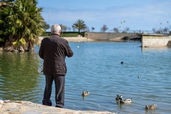 Rear view of a retired man feeding the ducks on the lake.