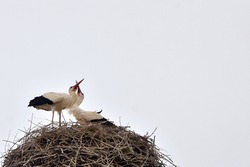 Migratory birds storks and their offspring in spring
