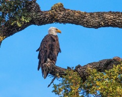 Bald Eagle Posing in Oak Tree