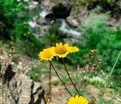Yellow wildflowers in the mountain, also known as Golden marguerite, Yellow chamomile and Cota tinctoria.