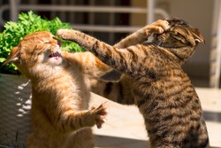 Horizontal photo of two young ginger and brown cats fighting in the garden on the grass in summer.