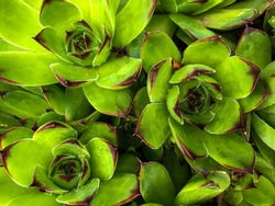 Close-up of green Sempervivum succulents