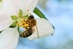 Bee pollinating apple blossoms. A bee collecting pollen and nectar from a apple tree flower. Macro shot with selective focus