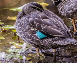 Close up images of Pacific Black ducks (anas superciliosa) showing dark blue green feather detail