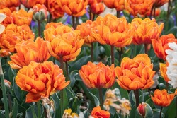 Group of orange Princess tulips 