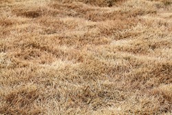 The dry grass