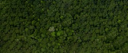 Aerial top view forest tree, Rainforest ecosystem and healthy environment concept and background, Texture of green tree forest view from above, copy space for web banner. 