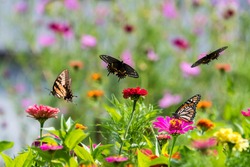 Amazing butterflies in a zinnia garden.  Black swallowtail, yellow swallowtail, and monarch butterflies feeding and flying in a riot of color.