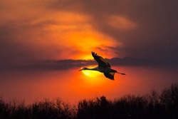 One large sandhill crane flying directly across a gorgeous sunset along the Platte River where they stop on their migration route.  These cranes have a six to seven foot wingspan.