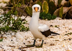 Nazca Booby on Genovesa Island in the Galapagos.  A comical looking bird with its black face mask and long orange beak. This one is collecting sticks for its nest. 