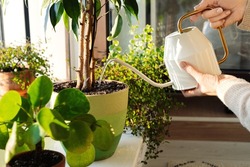 Woman pour water in flower pot with indoor houseplant on windowsill from watering can. Cropped image of female working with plants as hobby or leisure occupation. Taking care of home garden concept
