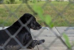 The black dog was lying lonely in a kennel surrounded by an iron fence.