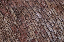 Tree bark texture. Old Wood Tree Texture Background Pattern. Relief texture of the brown bark of a tree. Horizontal photo of a tree bark texture. Selective focus, top view, nobody