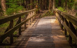 Eco path wooden walkway in the forest. Ecological trail path. Wooden path in the National park in Canada. Travel photo, selective focus, nobody