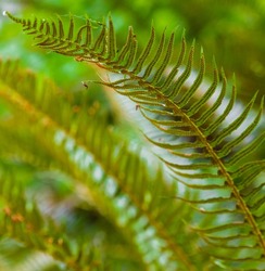 Ferns leaves green foliage. Botany concept. Ferns jungles. Exotic tropical ferns with shallow depth of field. Perfect natural fern pattern. Beautiful background made with young green fern leaves