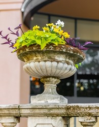 Flowers in vase. Roman cement pot with flowers outdoor. Street photo, selective focus, nobody