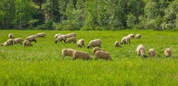 A group of sheep on a pasture stand next to each other. A small herd of Suffolk sheep with black face and legs in a summer meadow-travel photo, no people, selective focus, blurred
