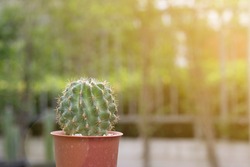 cactus in pot is on  natural background