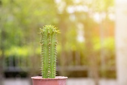 cactus in pot is on  natural background