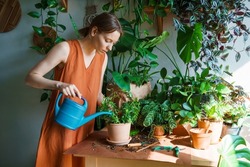 Woman gardeners watering plant in ceramic pots on table. Home garden concept. Spring time. Interior with lots of plants. Take care of house plants. Sample.