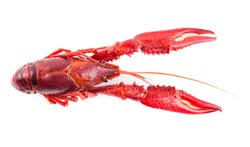 Top view of one single crayfish. Studio photo isolated on white background. Selective focus on object.