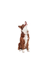 brown and white border collie, sitting looking up with open mouth with happy and hungry expression, no people
