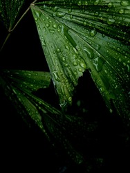 rain drops on dark green leaf , dark green wallpaper. 