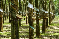 farming rubber trees in mass number like a green forest