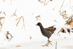 Common Moorhen along a frozen Hunze river in the North of The Netherlands.