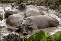 A group of 3 free roaming, wild water buffaloes relaxing in a mud pool on Lantau Island, Hong Kong, China. The animals are wild and are roaming freely all over the island undisturbed by humans