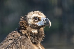 portrait of a vulture in the zoo