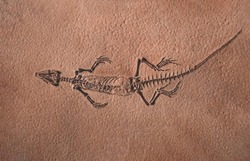 Fossil of ancient reptile in the rock
