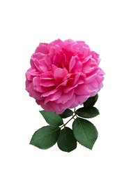 Damask rose, Pink damask rose is a very fragrant rose, popular for making tea and flavoring food.Roses with leaves and stalks on a white background.Pink damask rose isolated on white background.