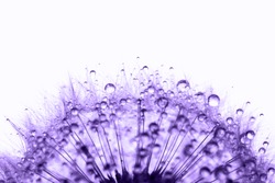 Violet dandelion in the dew drops on white background, macro. Place for text. Nature and eco concept. 