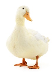 One white duck isolated on white background.