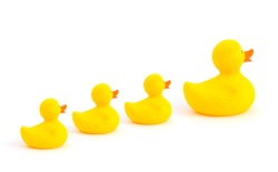 Line of cute rubber ducks and ducklings, isolated on white background.