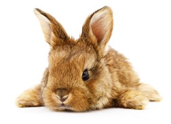 Isolated image of a brown bunny rabbit.