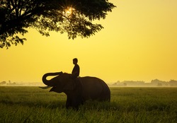 Elephant are a happy in cornfield with bulldozers and mahout of silhouette sunrise,Surin,Thailand