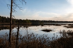 Forest lowland swamp at sunset. Unsteady coast and hummocks overgrown with moss and fragrant marsh wild rosemary. The beautiful blue sky and pink cloudy haze are reflected in the calm water surface