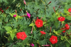 Red flowers of Cardinal Climber  blooming in the autumn garden of Japan.