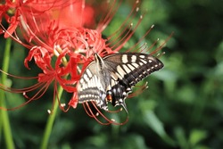 A swallowtail butterfly sucking nectar from red spider lily flower blooming in an autumn park in Japan.