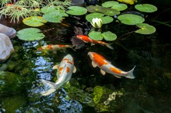 Colorful decorative fish float in an artificial pond, view from above