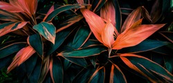 Leaf or plant Cordyline fruticosa leaves calming coral colorful vivid tropical nature background 