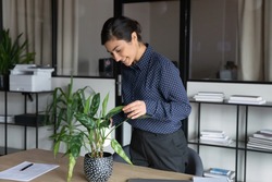 Happy young Indian female employee water green plant at cozy workplace in cabinet. Smiling woman worker settle in office, take care of house plant, enrich ground. Gardening, interior design concept.