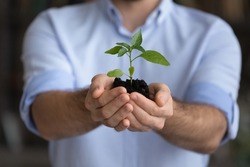 Crop close up small green plant sprout in male hands, environment, businessman entrepreneur wearing shirt holding growing tree with soil, startup project, profit, investment and growth concept