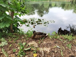 Goose, drake is sitting on the shore of the lake. Pond in the park. Duck hunting season. Summer day. A walk in the botanical garden. Travel to Russia. Hiking. Outdoor recreation.